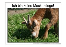 Meckerziege-2.pdf